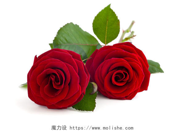 白色背景上被隔离的红玫瑰素材日记情人节七夕520情人节214情人节